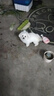 凯锐思 比熊狗粮 幼犬成犬老年犬专用比熊犬专用粮奶糕囤货装 【轻泪痕&亮毛发】升级2.0鲜肉双拼 4斤 实拍图