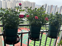 花沃里园艺花架加粗款 花盆托盘阳台园艺挂篮吊兰多肉户外悬挂铁艺挂架 实拍图