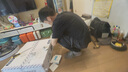 惠普普瑞护眼隐形扇餐厅遥控调光一体吊扇风扇灯中山灯具包安装臻之光 实拍图