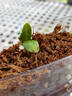 弥鹿（MiDeer）儿童植物种植观察窗阳光房小盆栽玩具小学生幼儿园暑假生日礼物 【经典款】植物冲冲冲 实拍图