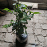 果汁阳台月季花苗四季开花卉盆栽绿植物室内花易活玫瑰带花苞庭院 果汁阳台【大花浓香，月月开分枝多】 【带花苞】【盆口径15cm】原盆冠25高35 实拍图