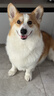 皇家柯基狗粮 成犬粮  中型犬 12月以上 全价粮CGA25 3KG【骨骼呵护】 实拍图