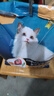 亿迪 冻干猫粮幼猫成猫10斤全价布偶蓝猫英短成年全阶段 实拍图