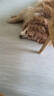 贝卫多狗狗体外驱虫药犬用长效打虫药外驱蜱虫跳蚤虱子疥螨蠕形螨 250mg【4.5-10kg】 1片*1盒 实拍图