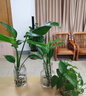 种花迷水培天堂鸟盆栽花卉植物室内客厅绿植面鹤望兰吸甲醛四季好养活 精品水培天堂鸟40-50厘米3棵【不含瓶】 实拍图