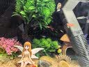 SQG智能变频加热棒 适配小米鱼缸/当贝鱼缸 自动恒温多功能精准控温 二代升级款100W智能变频加热棒 实拍图
