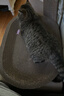 【京东物流】猫抓板磨爪猫窝一体耐磨不掉屑超大号猫玩具猫咪用品 椭圆巨无霸+猫薄荷 实拍图