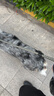 多尼斯（DOGNESS）狗狗牵引绳项圈P链拴遛狗绳中大型犬柯基拉布拉多柴犬萨摩耶 灰L 实拍图