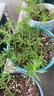 德沃多羊粪有机肥5KG通用植物盆栽花肥料花卉绿植羊粪蛋发酵羊粪肥内蒙 实拍图