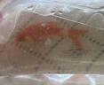 金鱼草金鱼观赏鱼冷水好养耐活小鱼苗锦鲤 5-7cm 红草金买1条送1条（加备损） 实拍图