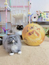 HELLOJOY猫抓板贴墙立式墙贴瓦楞纸耐抓耐磨不掉屑防猫抓垫沙发保护磨爪贴 实拍图