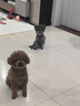 伯纳天纯小型成犬粮泰迪比熊博美天然粮樱桃味狗粮10kg/20斤 实拍图