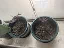 花盆绿植盆栽加厚塑料简约多肉小盆阳台客厅月季玫瑰大号家用花盆 矮款1加仑(口径15cm)2个盆 配套托盘 实拍图