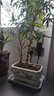 裕轩堂 有孔陶瓷花盆多肉植物白色创意简约风格长方形桌面地面绿植盆 长方形-竹（带塑料托盘） 中号 实拍图