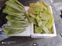 山东农家种植新鲜奶油小白菜时令蔬菜绿叶菜涮菜清脆巨嫩好吃 【泡沫箱发货-到手鲜】小白菜（2斤） 实拍图
