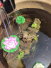 亚甲基蓝鱼药水族箱鱼缸消毒杀菌观赏鱼锦鲤白点烂身烂尾专用鱼药 200ml/瓶【5瓶】送量杯 实拍图