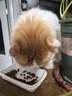 弗列加特猫粮 全价鲜肉天然粮 肠道养护配方 幼猫猫粮乳鸽100g 实拍图