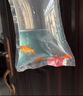 金鱼草金鱼观赏鱼冷水好养耐活小鱼苗锦鲤 5-7cm 红草金买1条送1条（加备损） 实拍图