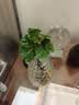 临雅水培圆叶福禄桐钱多多盆栽植物客厅桌面水养绿植水滴瓶源头直发 实拍图