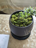 苔藓鲜活青苔白发藓微景观造景水陆缸假山盆栽迷你植物diy材料 小白发藓一盒 实拍图
