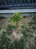 CHUANGSHIJI沙糖桔树苗南方北方种植橘子树苗柑桔果树果苗嫁接砂糖橘地栽盆栽 5年粗壮苗 (当年结果)死苗包补 81cm(含)-110cm(含) 实拍图