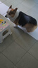 麦富迪狗粮 藻趣儿狗粮成犬粮牛肉螺旋藻 均衡营养2.5kg 实拍图