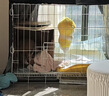 憨憨宠 狗笼猫笼 狗笼子小型犬带厕所幼犬折叠便携猫笼子宠物笼具兔笼 白色加粗狗丝笼 70*50*60cm【建议25斤内】 实拍图