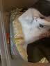 亿迪猫粮冻干幼猫成猫10斤全价英短蓝猫布偶老年猫国产通用全阶段5kg 实拍图