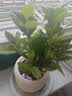 京云梦栀子花盆栽花卉开学绿植阳台好养四季开花懒人盆景甜甜圈源头直发 实拍图