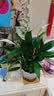 花翁水培盆栽室内办公绿植花卉 A级大盆白掌（光汐吸水盆）源头直发 实拍图