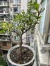 花翁海棠花盆栽树苗重瓣长寿冠盆景老桩庭院阳台绿植室内花卉源头直发 实拍图
