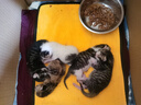 伟嘉幼猫猫粮1.2kg吞拿鱼味布偶蓝猫橘猫加菲英短猫咪夹心粮全价粮 实拍图