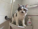 憨仕猫砂豆腐猫砂除臭清新海盐6包14.4kg整箱混合猫砂高分子吸水 实拍图