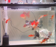 憨憨乐园蛋白棉水族鱼缸专用过滤材料除腥臭去黄水克星污力丸净水神器 实拍图