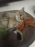 【京东物流】猫抓板磨爪猫窝一体耐磨不掉屑超大号猫玩具猫咪用品 椭圆巨无霸+猫薄荷 实拍图