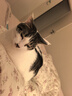 素力高（SolidGold）猫粮进口高蛋白金装金素鸡长肉营养成猫全价猫粮15磅/6.8kg 实拍图