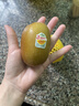 佳沛（zespri）新西兰 阳光金奇异果12粒特大果单果124-146g 猕猴桃水果礼盒 实拍图