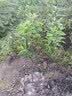 苹果树苗嫁接果树苗木红富士冰糖心庭院阳台盆地栽南北方果树苗 冰糖心苹果5年苗【当年结果】 实拍图