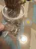 绿荫巷子带芽巴西木好养活水培植物幸运木桌面绿植小盆栽办公室内水养送礼 带芽11cm【白瓷盆】格鲁特 【中号】直径6-7厘米 含营养液 实拍图