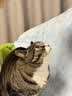 网易严选全价冻干双拼猫粮3.0成猫幼猫通用干粮鲜鸡肉7.2kg【赠猫砂】金选 实拍图