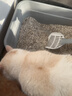 HELLOJOY猫砂铲猫咪铲屎神器猫盆猫屎铲子细小孔宠物猫沙器大号 实拍图