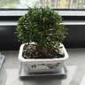 裕轩堂 有孔陶瓷花盆多肉植物白色创意简约风格长方形桌面地面绿植盆 长方形-山水情（带塑料托盘） 中号 实拍图