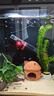 森森鱼缸石英加热棒 适用10-20L 自动恒温加热器 离水断电 50W 实拍图