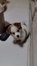 中华田园犬小型长不大适合小孩家养的高智商狗狗活物狗崽狗仔幼犬 田园级 小花狗+狗粮+狗笼+包邮 公 实拍图