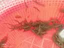 御恒春日照绿茶2026新茶春茶散装袋装茶叶特级浓香型板栗香特产绿茶 500g送赠品6选一 实拍图