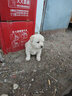 皇家狗粮 幼犬奶糕幼犬狗粮宠物中型犬MES30 全价犬粮 ≤2月 4KG 实拍图