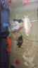 瓦克（WACKER）121大型鱼缸胶水族馆玻璃胶水族箱密封胶防霉防水速干型透明色 实拍图