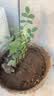 小苗月季花苗玫瑰果汁阳台开花绿植室内盆栽多季好养花卉爬藤藤本 红双喜【浓香多季】灌木 实拍图