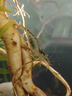 黑壳虾活体观赏花腰虾除藻虾辣椒蟹淡水鱼草缸虾苹果螺清洁虾工具 除藻黑壳虾30只送10只备损 实拍图