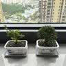 裕轩堂 有孔陶瓷花盆多肉植物白色创意简约风格长方形桌面地面绿植盆 长方形-山水情（带塑料托盘） 中号 实拍图
